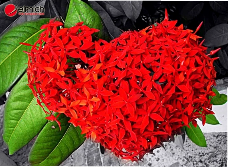 Có nhiều giống mẫu đơn khác nhau