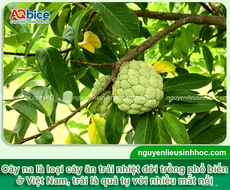 Đặc điểm hình thái của cây na giúp nhận biết cây khỏe mạnh