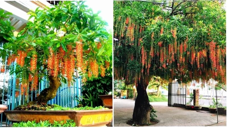 Đặc điểm nhận biết cây lộc vừng với hoa và lá đặc trưng