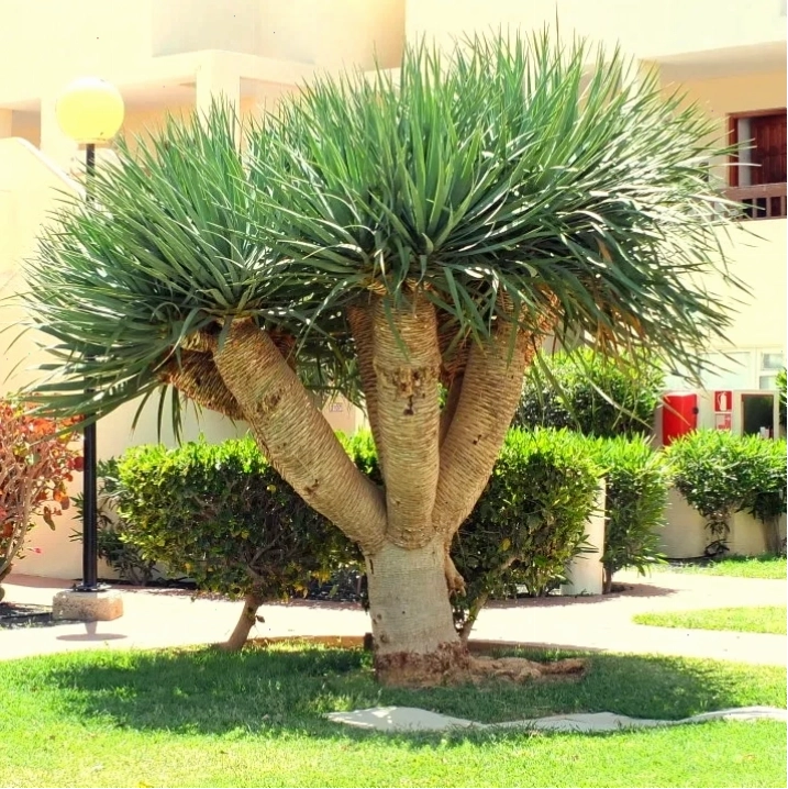 Đặc điểm nhận dạng cây phát tài núi