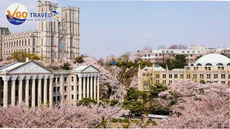 Đại học Kyung Hee mùa xuân thanh lịch