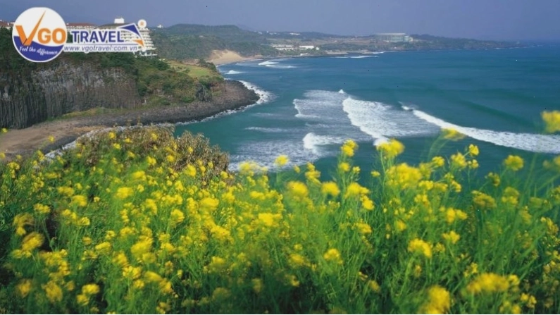 Đảo Jeju với cảnh quan thiên nhiên tươi đẹp