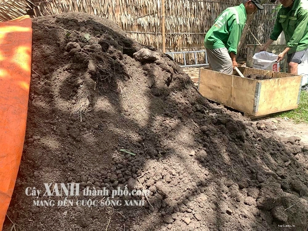 Đất trồng rau cần giàu dinh dưỡng và giữ ẩm tốt