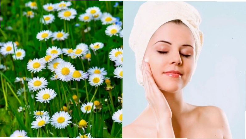 Dưỡng da bằng hoa cúc trắng mang lại hiệu quả làm đẹp và phục hồi da