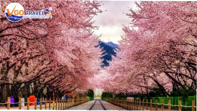 Đường hoa anh đào Yeouido rực rỡ mùa xuân