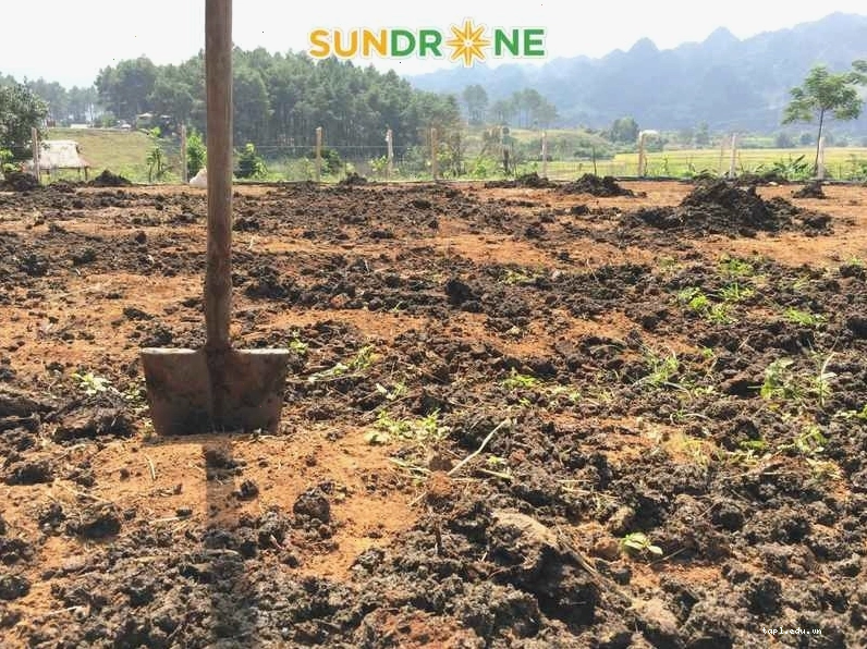 Gieo hạt đậu đen vào các hốc đã chuẩn bị