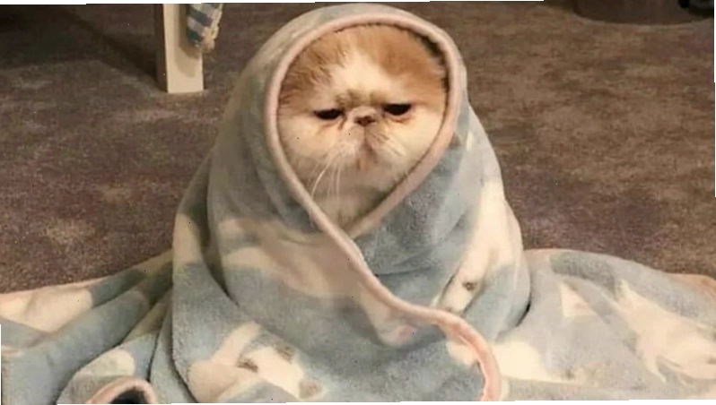 Giới thiệu về meme mèo cười với biểu cảm đáng yêu