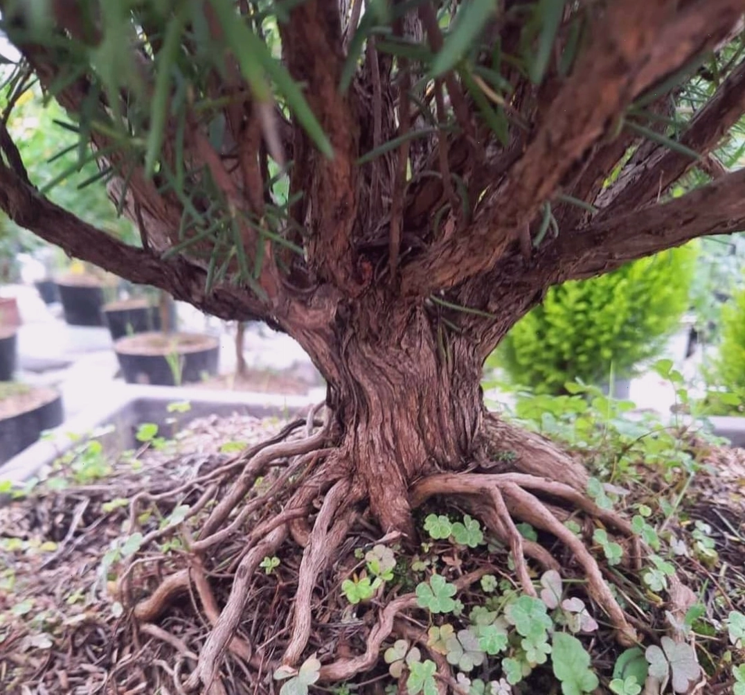 Gốc cây hương thảo lâu năm