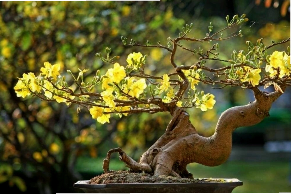 Gốc và rễ cây mai thể hiện được sự vững vàng