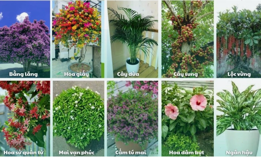 Gợi ý một số loại cây dùng để trồng cây sân vườn