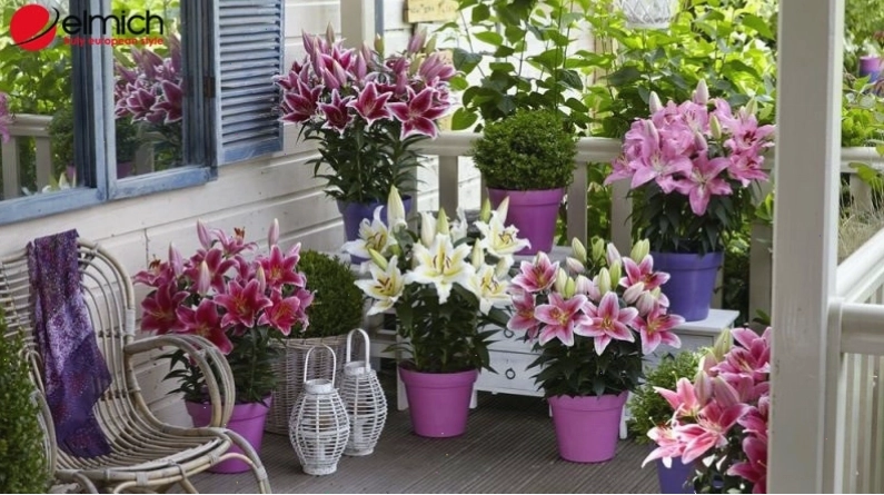 Hình 6: Trồng một chậu hoa Lily chơi tết để mang lại may mắn, bình an