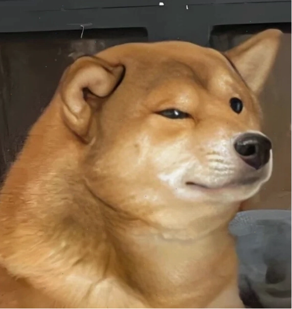Hình ảnh chó giận dỗi meme