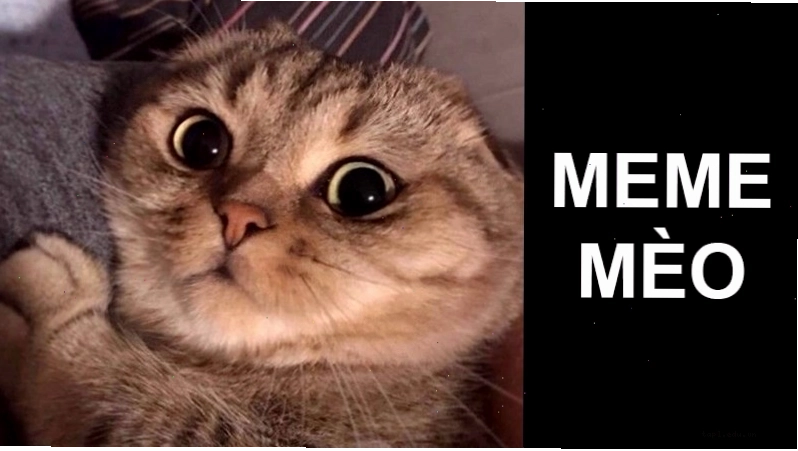 Hình ảnh meme mèo với hiệu ứng "like" đặc trưng