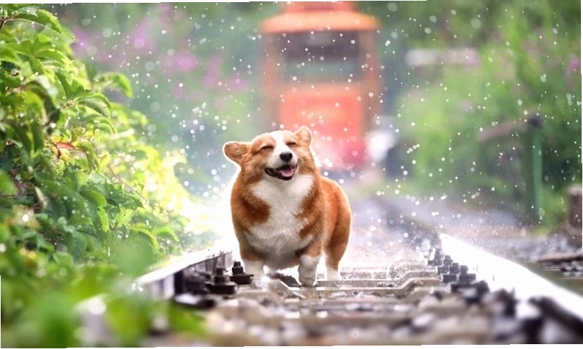 Hình nền máy tính Corgi cute theo phong cách chibi