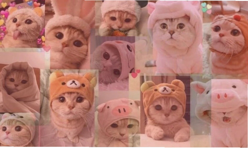 Hình nền máy tính cute chú chó phi hành gia với biểu cảm đáng yêu