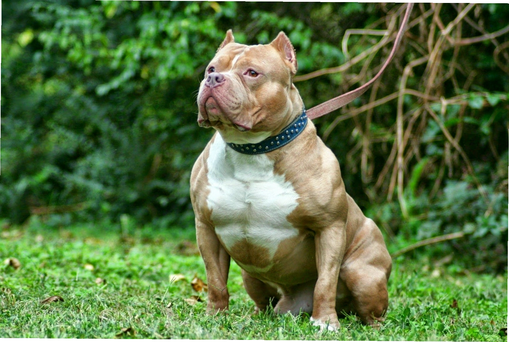 Hình thể cơ bắp của giống chó Pitbull