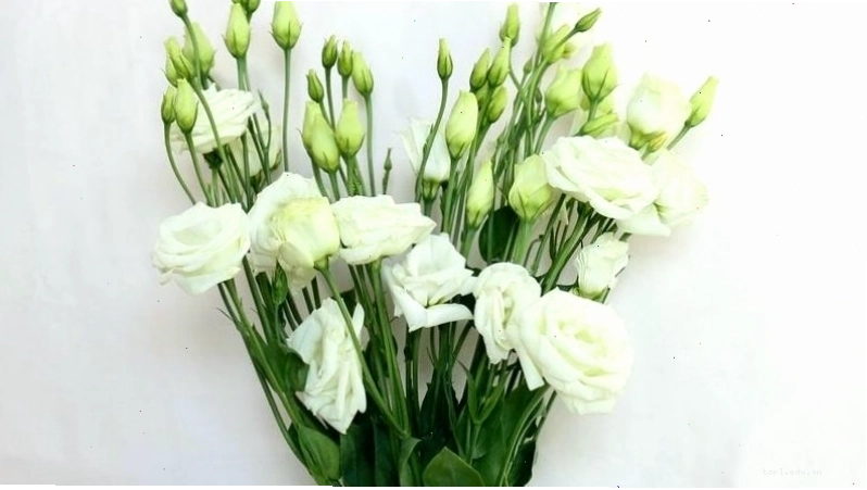 Hoa cát tường màu trắng tinh khôi, tượng trưng cho sự khởi đầu mới
