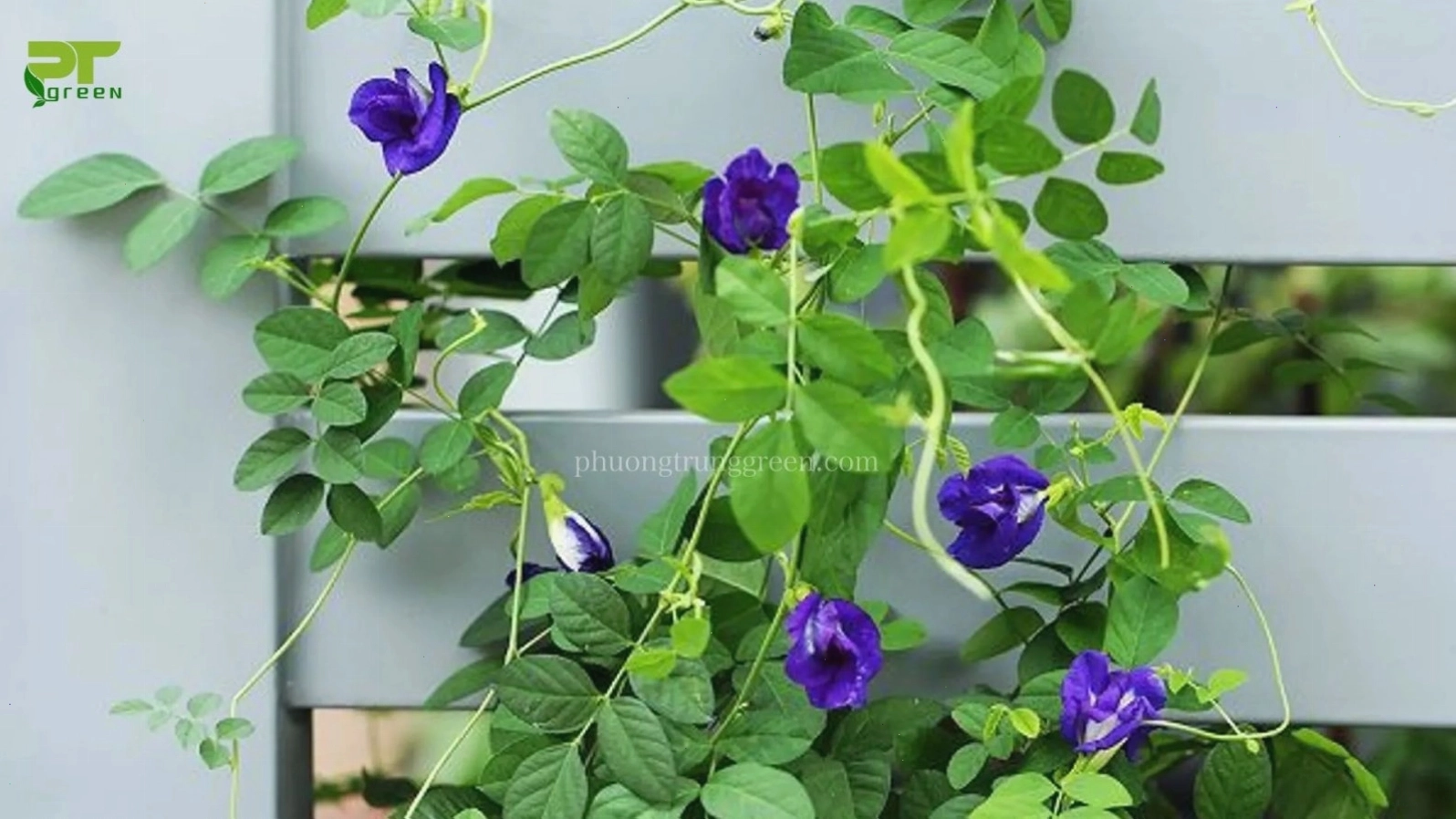 Hoa đậu biếc với màu tím quyến rũ, tô điểm cho ban công
