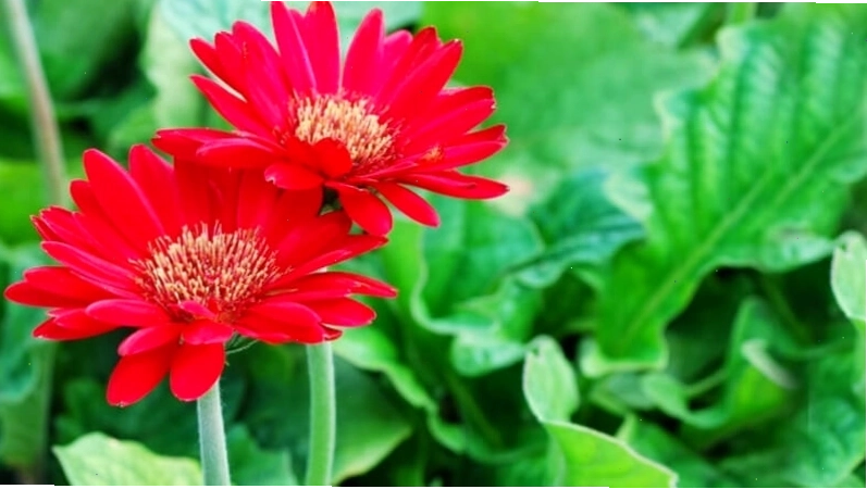 Hoa đồng tiền đỏ rực rỡ, biểu tượng của may mắn và tài lộc ngày Tết