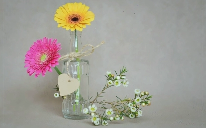 Hoa đồng tiền với cấu tạo đặc biệt gồm nhiều cánh hoa nhỏ xếp chồng lên nhau