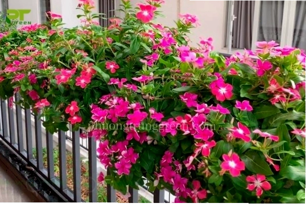 Hoa dừa cạn rực rỡ sắc màu, thích hợp trồng ban công