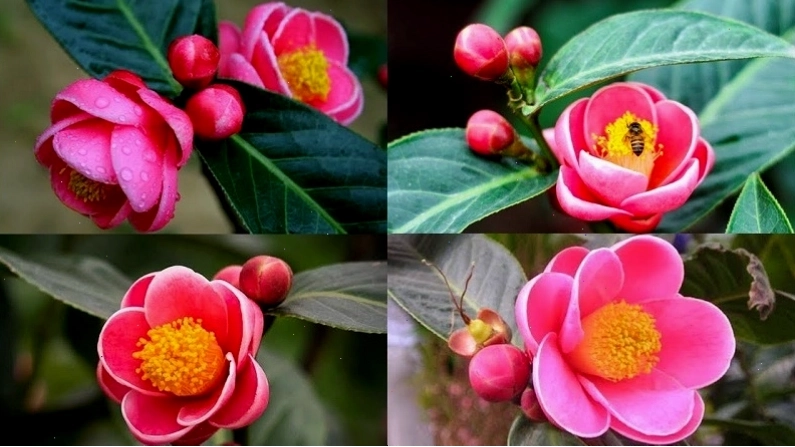 Hoa hải đường là loại cây phong thủy, thân gỗ với hoa màu hồng đỏ rực rỡ