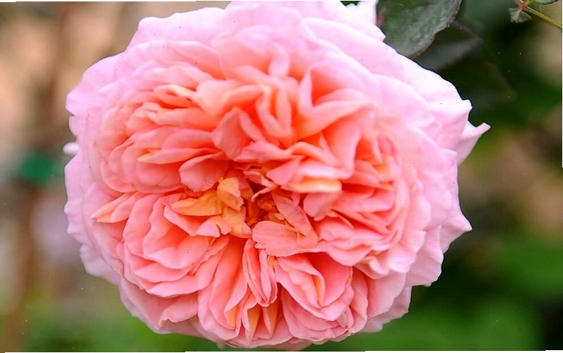 Hoa hồng Abraham Darby rose với hương trà cổ điển nồng nàn