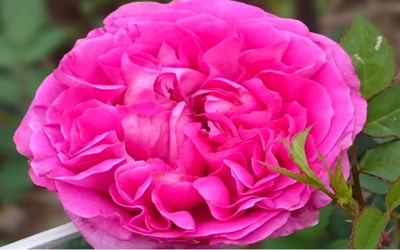 Hoa hồng Bernadette Lafont rose với sắc tím hồng quyến rũ và hương thơm kiêu sa
