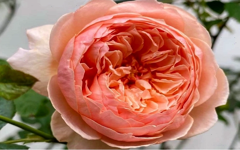 Hoa hồng Masora rose với sắc vàng cam và hương trái cây ngọt ngào