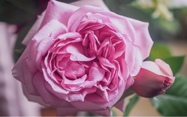 Hoa hồng Pompadour rose với sắc hồng phấn ngọt ngào và hương thơm tinh tế