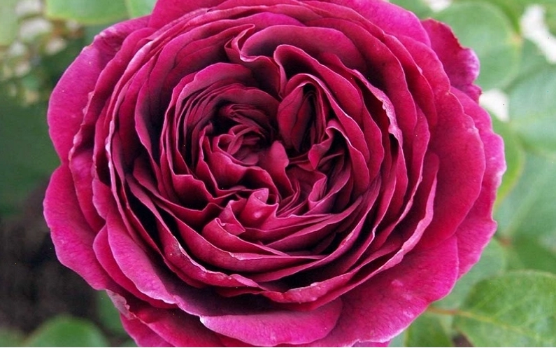 Hoa hồng The Prince rose với sắc đỏ thẫm tím quý phái và hương thơm ngọt ngào