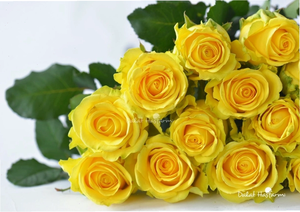 Hoa hồng vàng rực rỡ, biểu tượng của niềm vui và tình bạn