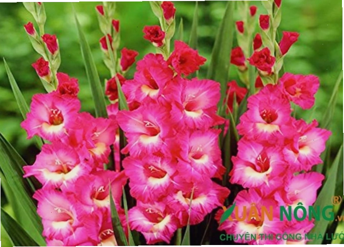 Hoa lay ơn màu hồng thể hiện tình yêu lãng mạn và sự dịu dàng