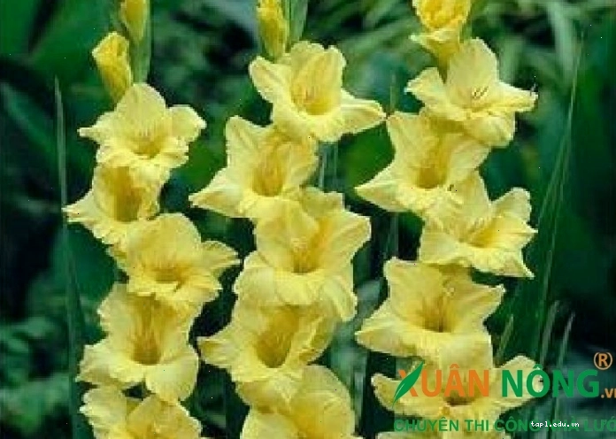 Hoa lay ơn vàng rực rỡ mang đến niềm vui và sự lạc quan