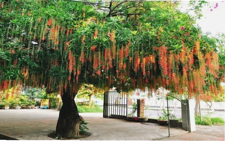 Hoa lộc vừng đỏ rực rỡ thu hút tài lộc vào nhà