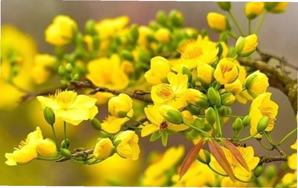 Hoa mai biểu tượng của Tết miền nam