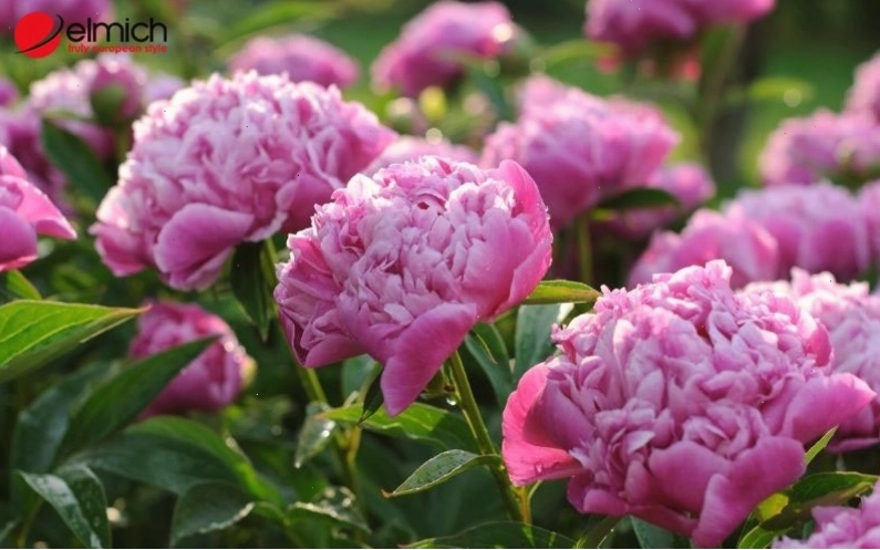 Hoa mẫu đơn là nữ hoàng của các loại hoa