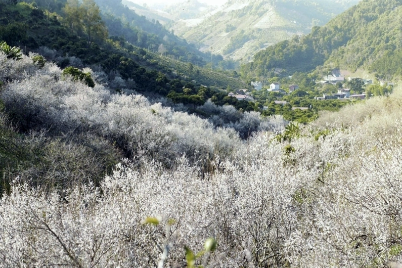 Hoa mơ trắng trời Sa Pa mùa xuân