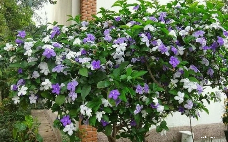 Hoa nhài nhật với sắc tím độc đáo và quyến rũ
