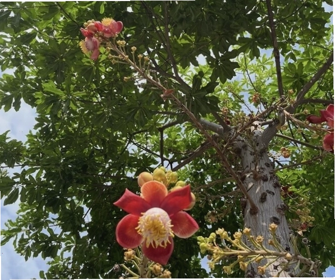 Hoa Sala rực rỡ với màu sắc nổi bật, thu hút ánh nhìn