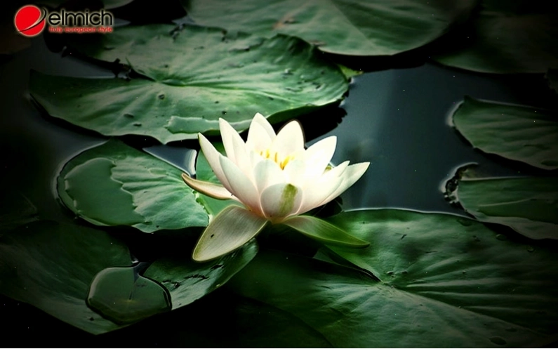 Hoa sen giúp cân bằng năng lượng dương