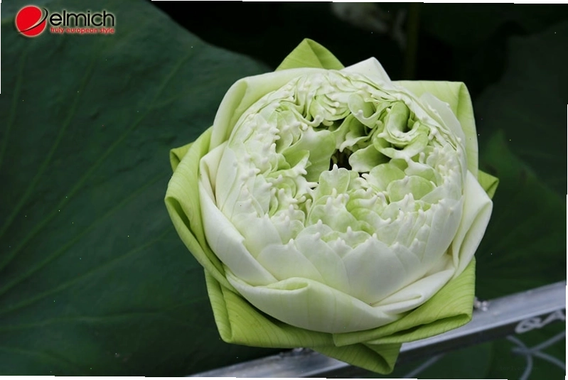 Hoa sen trắng thường được dâng lên cửa Phật