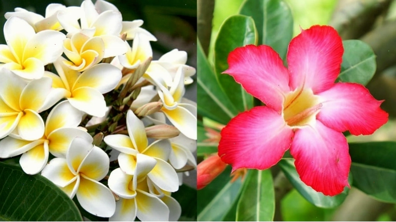 Hoa sứ có hai màu chủ yếu là trắng và hồng đỏ, là loại cây cảnh phổ biến
