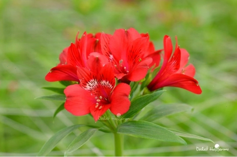 Hoa Thủy Tiên với tên khoa học Alstroemeria
