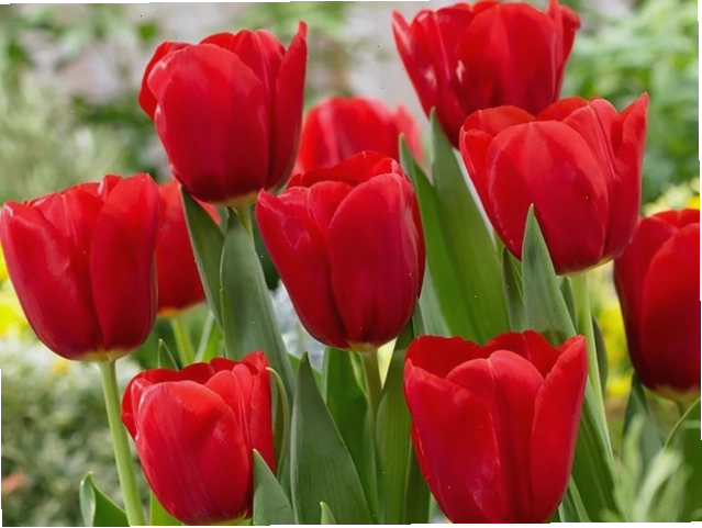 Hoa tulip đỏ với cánh hoa hình chuông kiêu sa