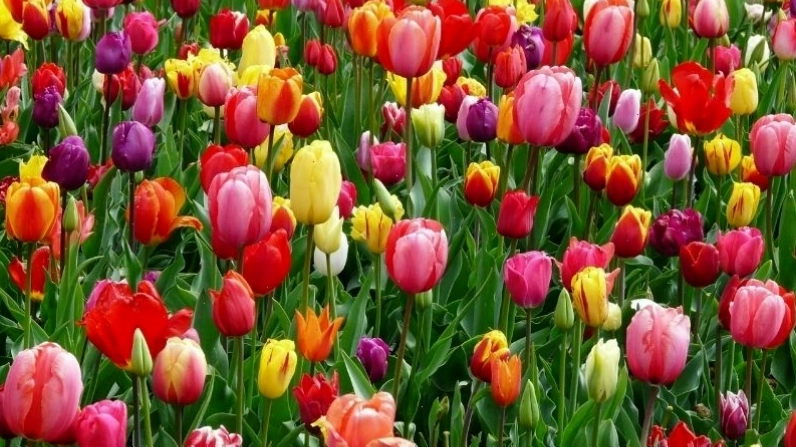 Hoa tulip hay còn gọi là hoa uất kim hương với vẻ đẹp độc đáo