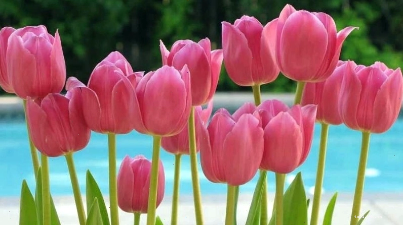 Hoa tulip hồng đại diện cho những lời chúc tốt đẹp
