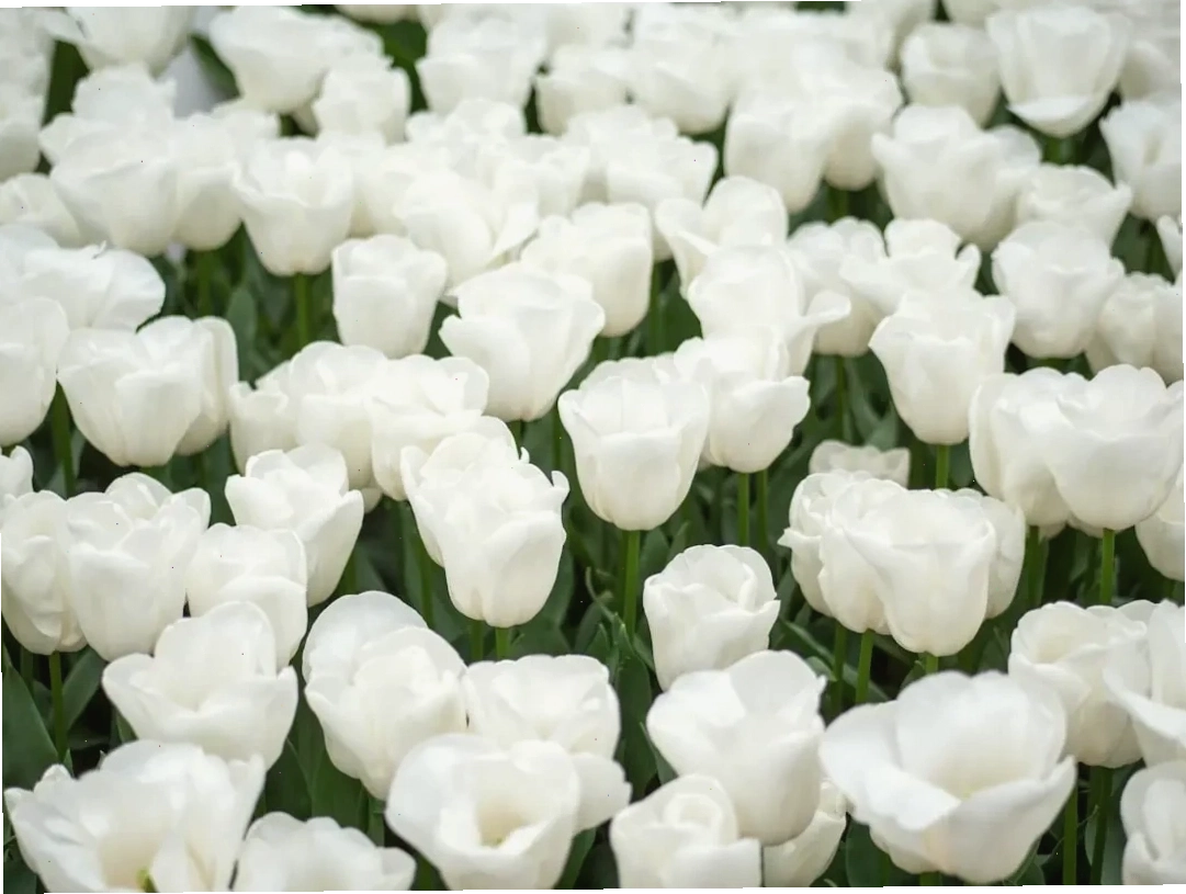 Hoa tulip trắng ý nghĩa cho lời xin lỗi và lòng biết ơn