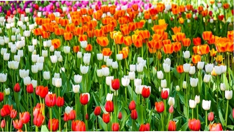 Hoa tulip vô cùng nổi tiếng tại Hà Lan với lịch sử lâu đời