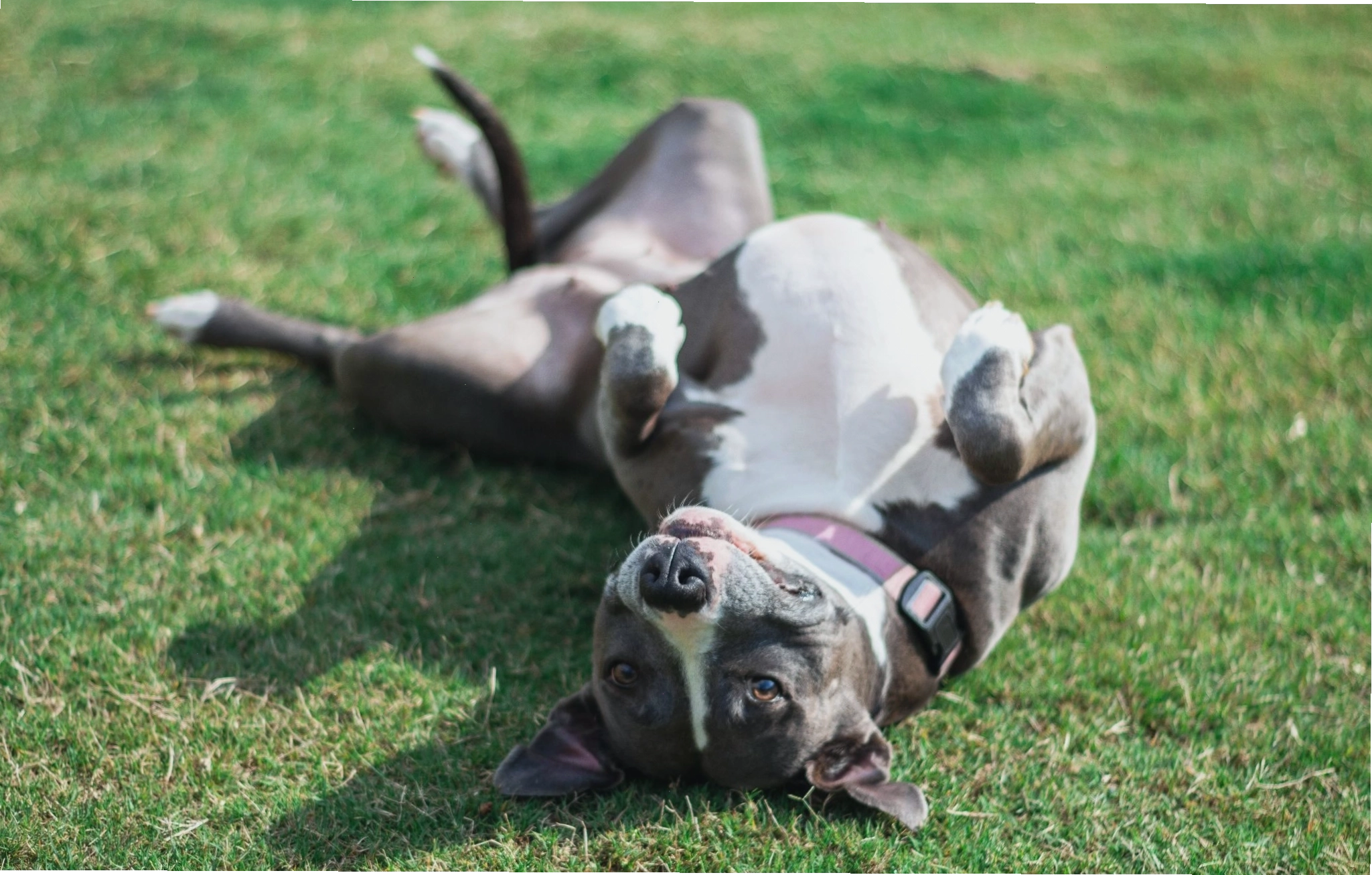 Huấn luyện chó Pitbull thân thiện với con người